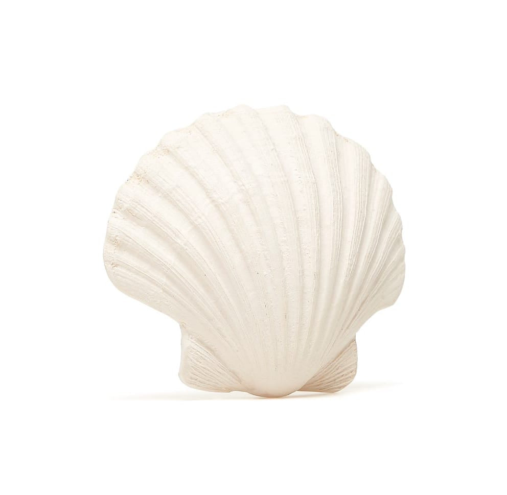 Bijtspeelgoed | schelp